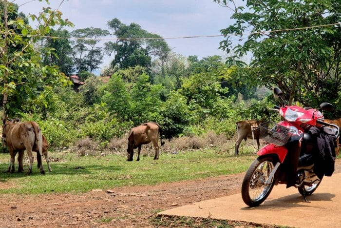 Laos vacas