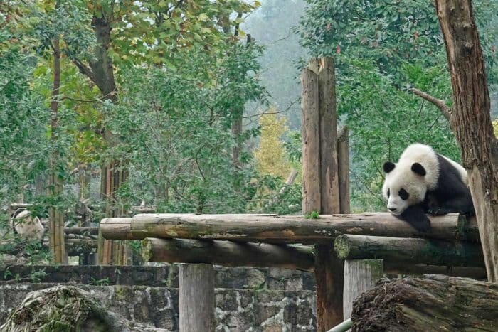 base panda