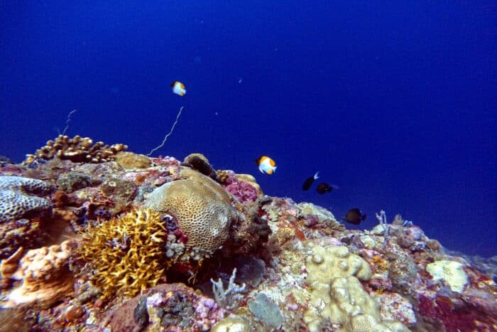 El microcosmos del arrecife