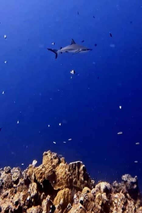Había distintas especies de tiburones, en cada inmersión veíamos cientos de tiburones.