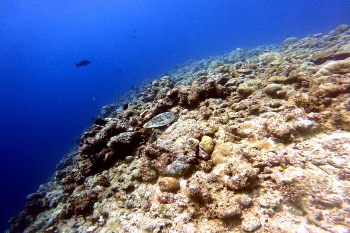 Encuentra la tortuga camuflada entre los corales del arrecife.