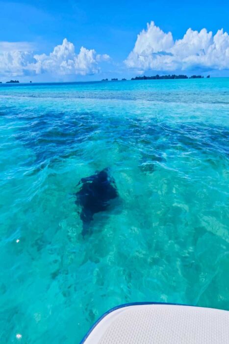 Veíamos delfines y mantas desde el barco.