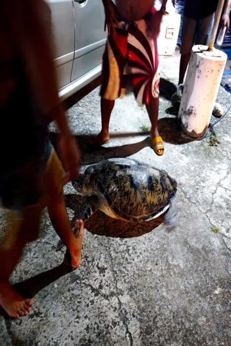 3 Hombres del lugar llevandose la tortuga para hacer barbacoa con ella.