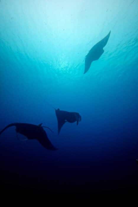 Bailando con Manta Rayas Negras en el Pacífico