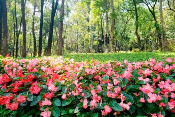 Parque en Shenzhen