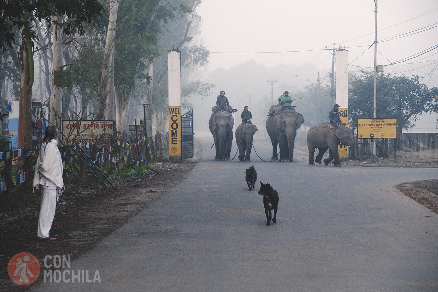 La crónica cósmica. Elefantes recorriendo las calles