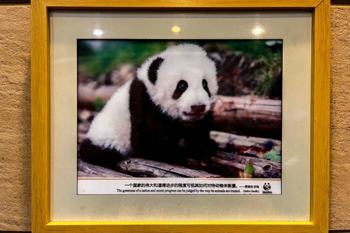 Centro de investigación panda en China