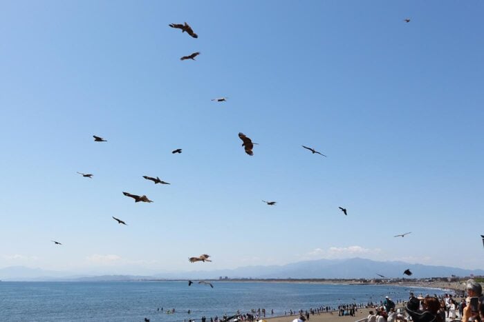 Halcones en la zona de la playa