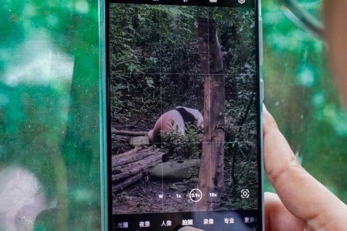 Oso panda móvil