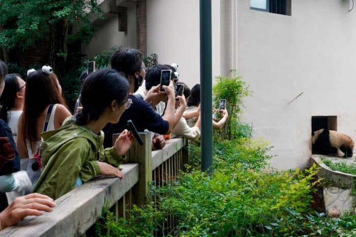 pandas chengdu