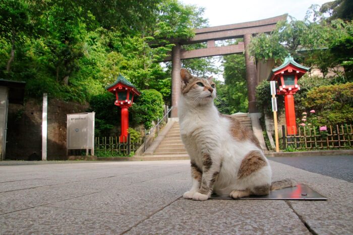 Las callejuelas de Enoshima están llenas de gatos y de santuarios