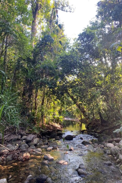 La Jungla de Australia es algo especial
