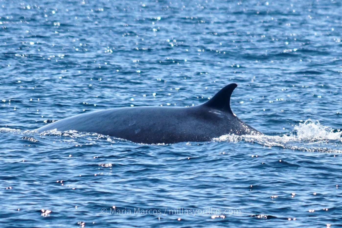 Entre hélices y selfies: la doble amenaza que ahoga a las ballenas.