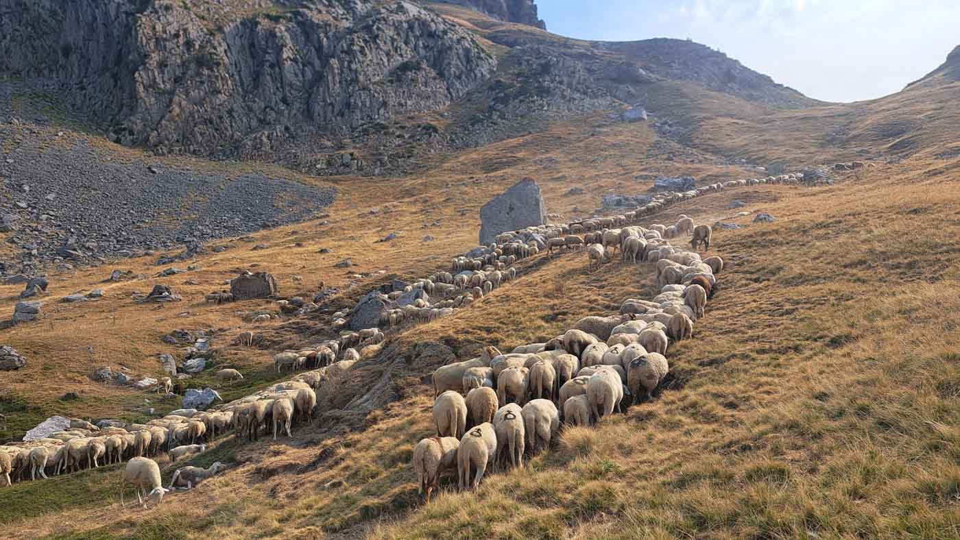 Un rebaño de ovejas en la etapa 35
