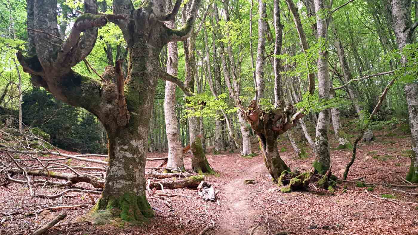 GR 11 Etapa 40, bosques de Navarra