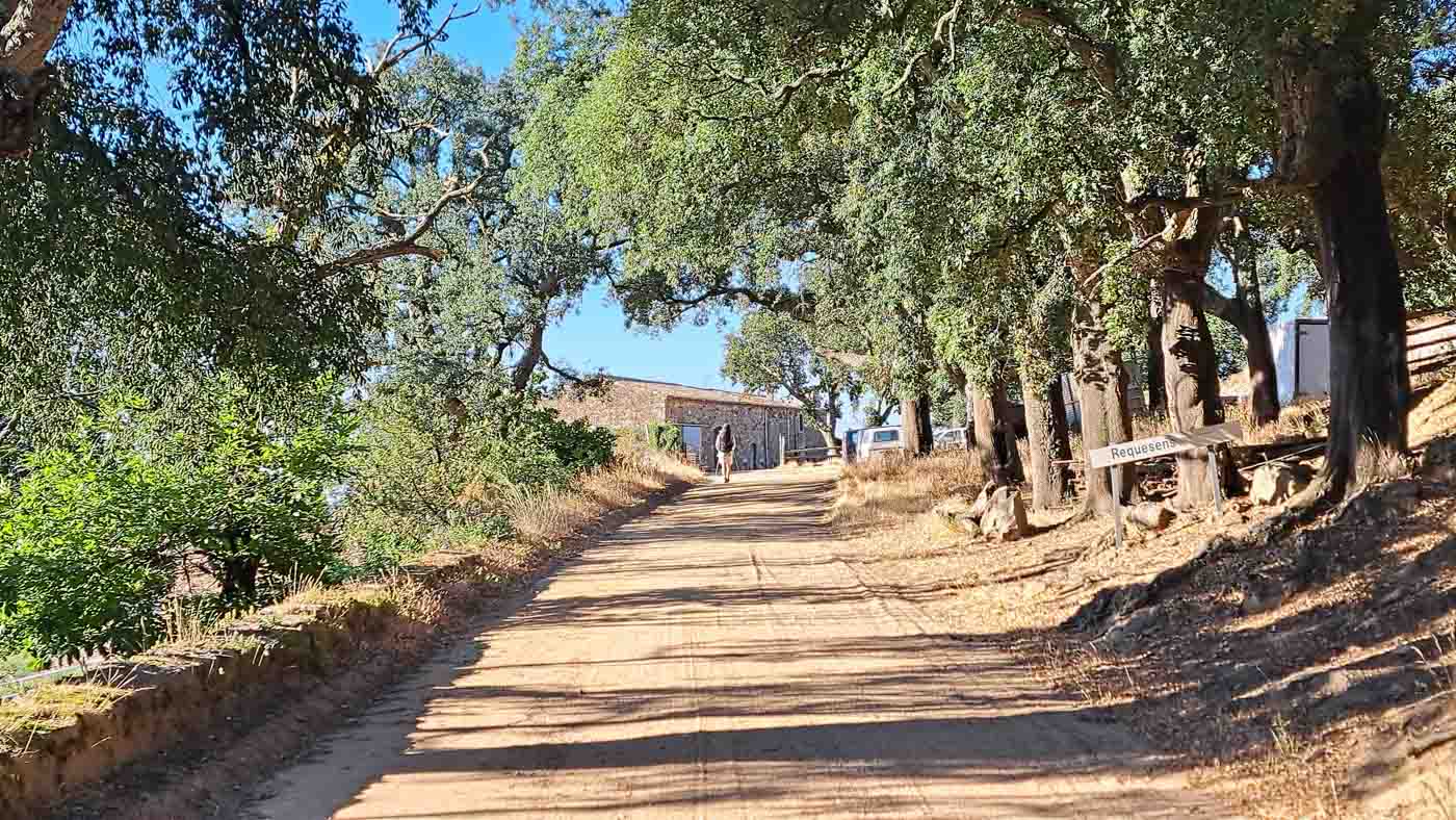 Pista forestal rodeado de árboles.