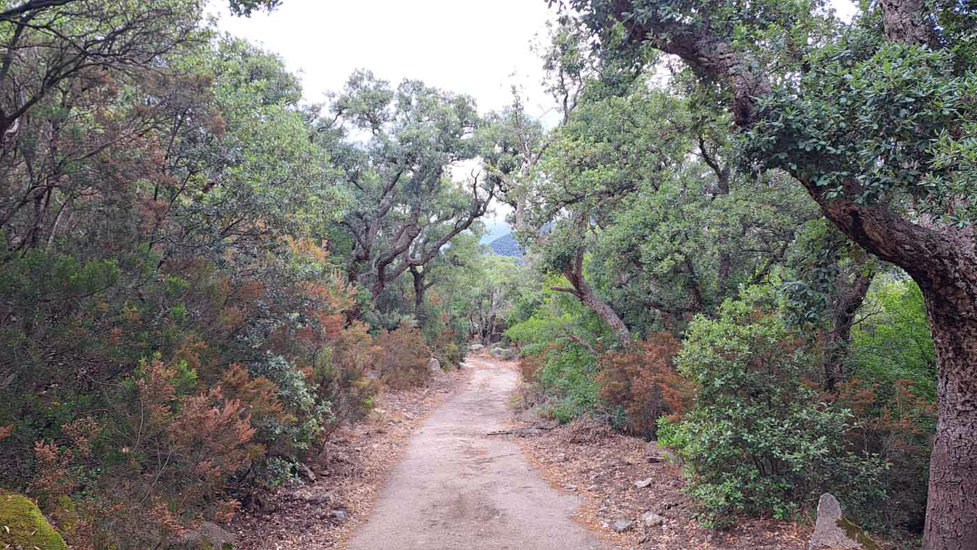 Bosque mediterráneo de las primeras etapas