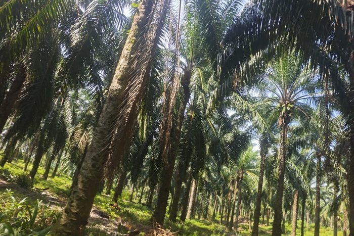 HAZE: La normalización de un Crimen Ambiental 7 PALM OIL maria marcos 2026 2
