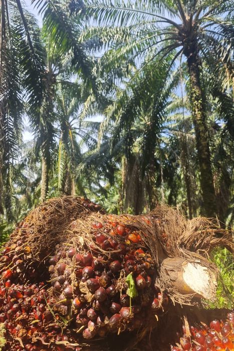 HAZE: La normalización de un Crimen Ambiental 8 PALM OIL maria marcos 2026 3