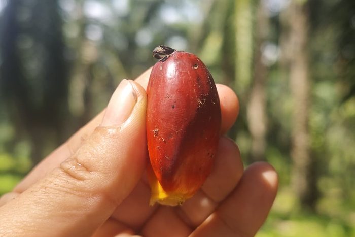 HAZE: La normalización de un Crimen Ambiental 6 PALM OIL maria marcos 2026 4