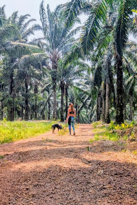 HAZE: La normalización de un Crimen Ambiental 10 PALM OIL maria marcos 2026