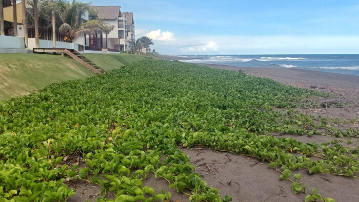 Con los hijos del maíz. De La Democracia a El Paredón y unas tortugas sobrevivientes 15 Una playa inmesa, casi virgen en El Paredón
