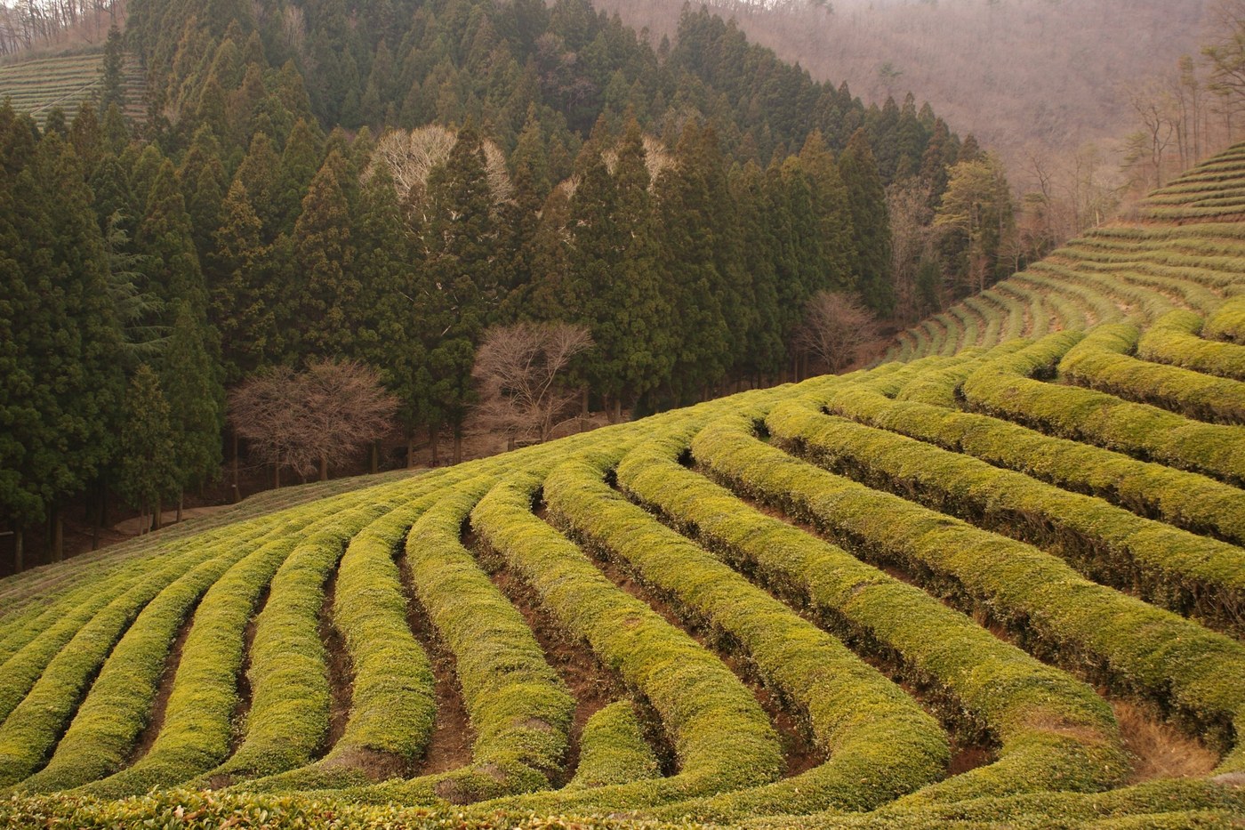 Plantación de té verde en Boseong